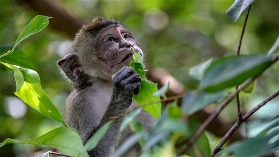 韩国naver是干什么的