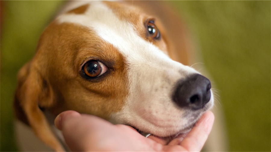 淘宝店铺关闭了还能退款吗