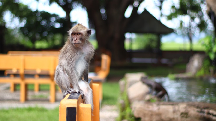 小红书推广策略有哪些