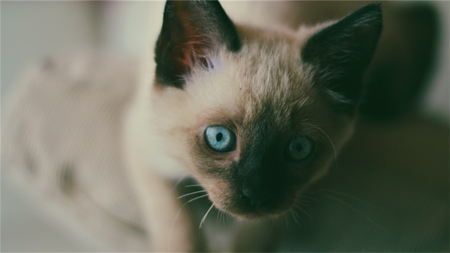 天猫物流单号怎样查询