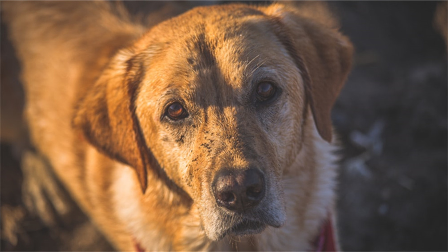 拼多多代运营是真的假的